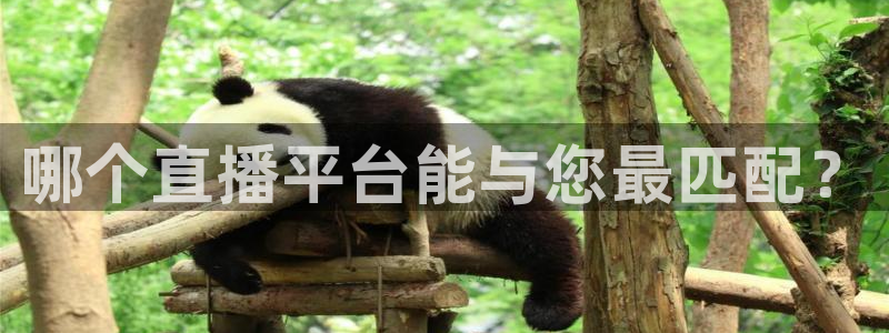 玩球球
